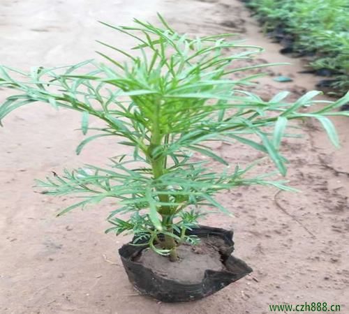 波斯菊的花期是什么時間？波斯菊的養護注意事項
