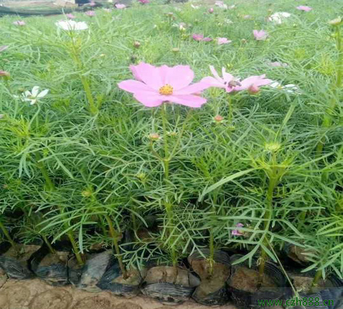 波斯菊的花期是什么時間？波斯菊的養護注意事項
