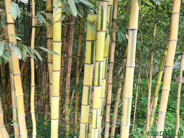金鑲玉竹的基本特征有哪些? 金鑲玉竹簡單介紹