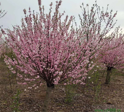 榆葉梅花期在幾月?榆葉梅栽種養(yǎng)護(hù)技巧