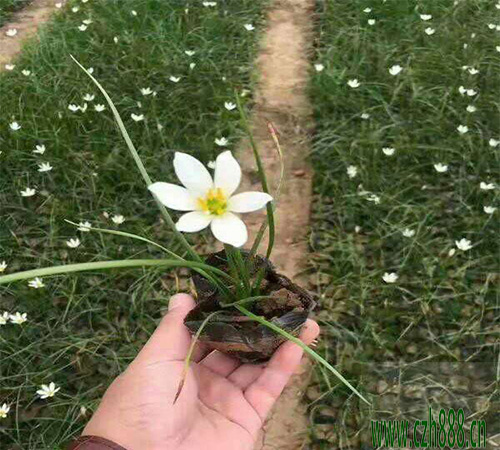 蔥蘭該怎么養? 蔥蘭養植的注意事項
