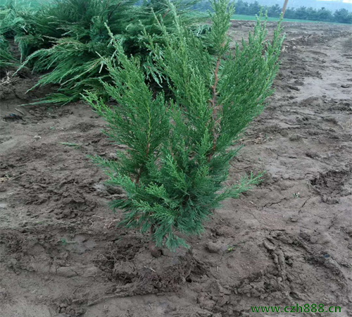 小龍柏的植物學特征是什么？ 小龍柏的主要用途有哪些？