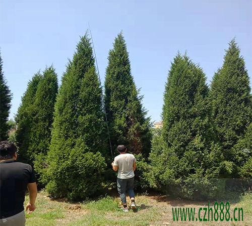 塔柏適合什么季節(jié)種植？ 塔柏種植的注意事項(xiàng)