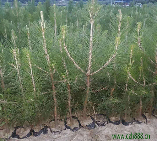 馬尾松盆景自己怎么養(yǎng)植? 馬尾松養(yǎng)植要點