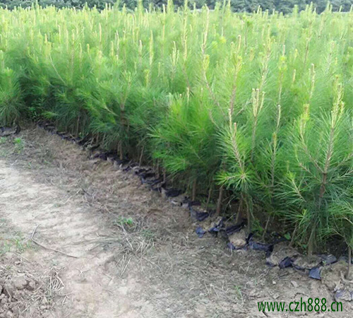 馬尾松盆景自己怎么養(yǎng)植? 馬尾松養(yǎng)植要點