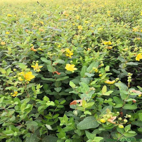 金絲梅的種植方法和細節介紹