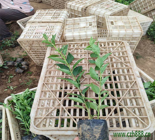 連翹怎么種植？連翹的種植技術(shù)分享