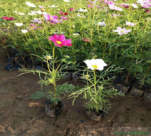 波斯菊種植的注意事項有哪些? 波斯菊什么時間種植?