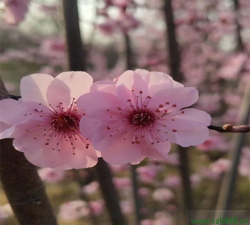 美人梅的花期可以調(diào)控嗎? 美人梅花期調(diào)控