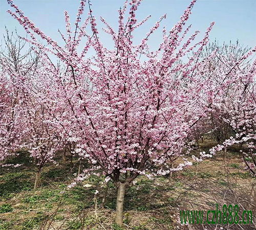 美人梅的花期可以調(diào)控嗎? 美人梅花期調(diào)控