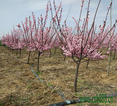 美人梅的花期可以調(diào)控嗎? 美人梅花期調(diào)控