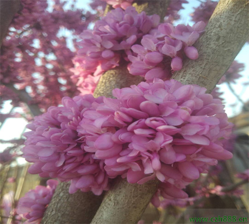 紫荊什么時候開花? 紫荊的花期是什么時候?
