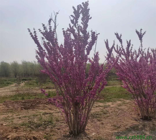 紫荊什么時候開花? 紫荊的花期是什么時候?