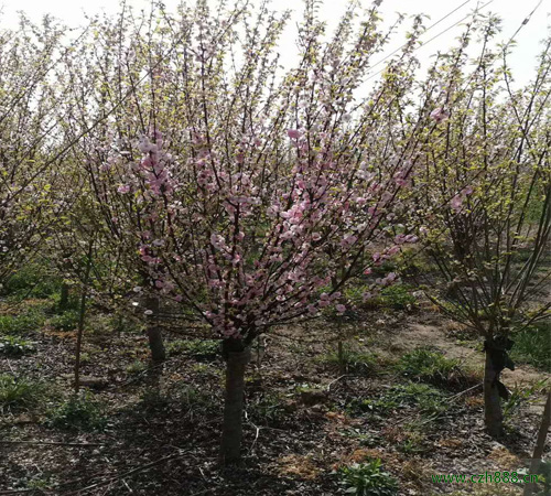 榆葉梅什么時(shí)候開(kāi)花？ 榆葉梅的分布范圍