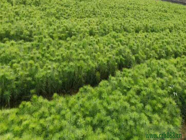 馬尾松樹苗種植有哪些方法?