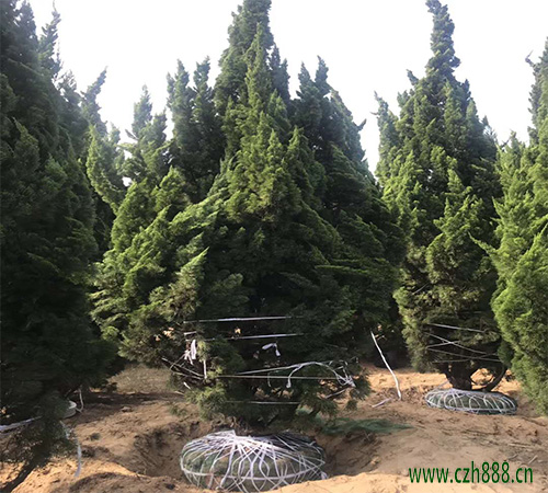 龍柏的栽植與養(yǎng)護(hù)方法有哪些?看看這些細(xì)節(jié)