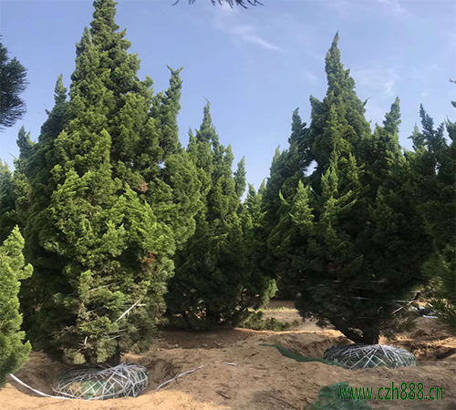 龍柏的栽植與養(yǎng)護(hù)方法有哪些?看看這些細(xì)節(jié)