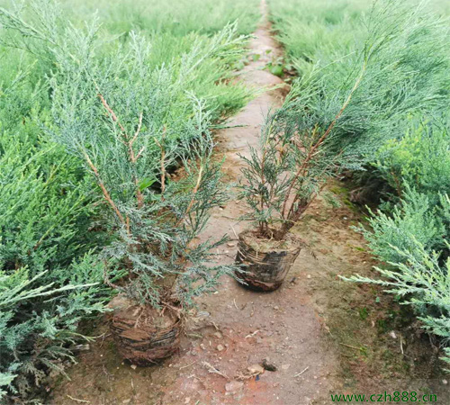 沙地柏種植方法和養護分享