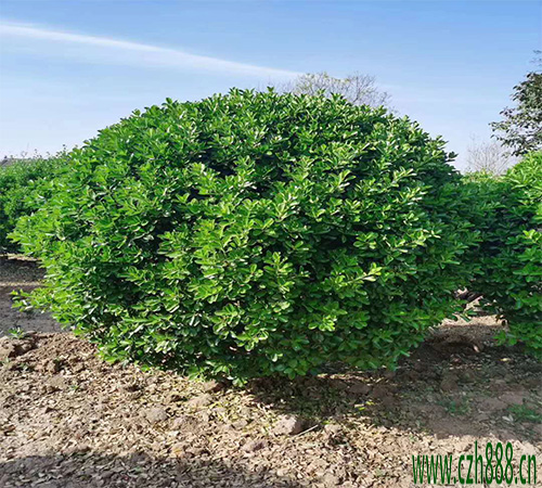 大葉黃楊球如何種植效果好?