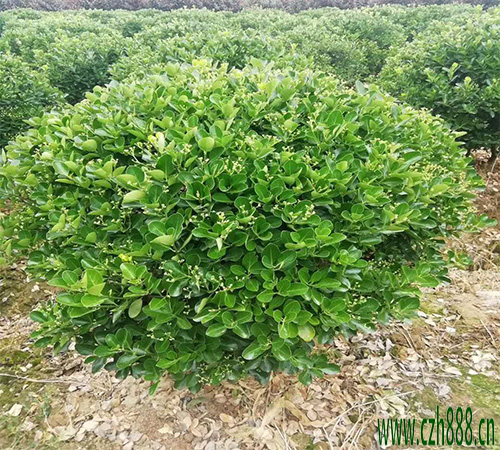 大葉黃楊球如何種植效果好?