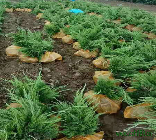 龍柏好不好種植？龍柏的栽植與養(yǎng)護方法