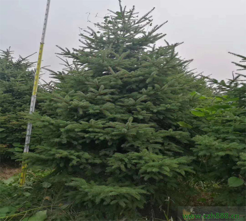 云杉樹好不好養(yǎng)護？云杉有哪些特點