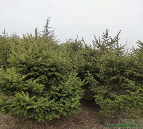云杉如何種植容易成活?這些細節不能忽視