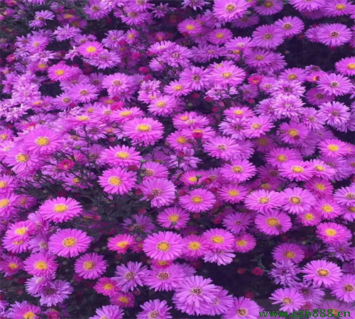 荷蘭菊花期如何養護效果好?