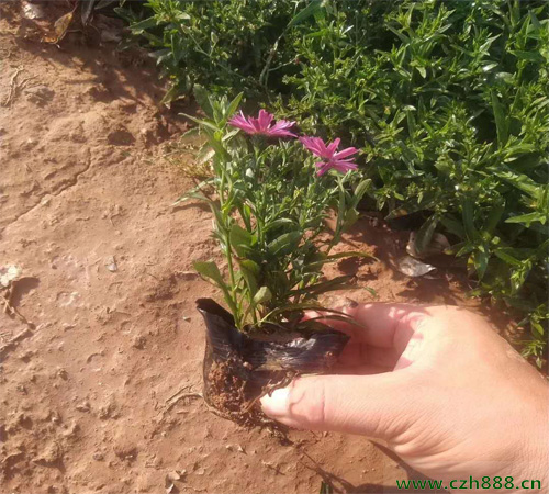 荷蘭菊的養殖方法介紹，要注意這些細節