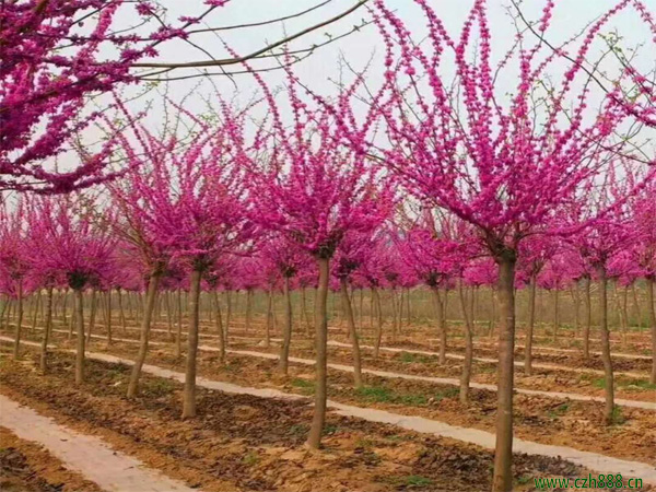 紫荊種子如何播種培育？ 紫荊培育的病蟲害防治