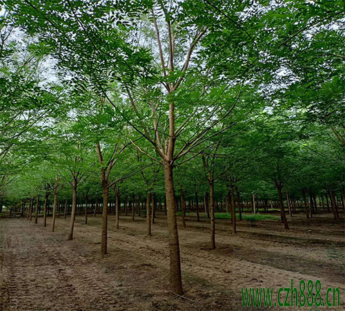 國槐和刺槐怎樣區(qū)分? 國槐的形狀特征