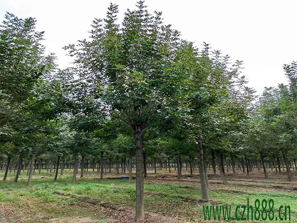 白蠟的基本特征 白蠟的培育要點有哪些?
