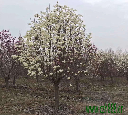 半枝蓮種植方法介紹 半枝蓮種子怎么種植?