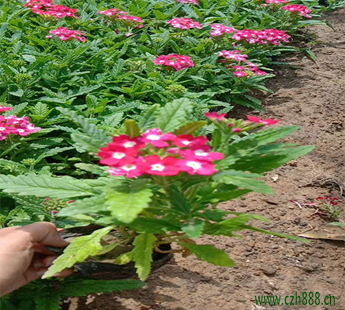 美女櫻什么時候種植比較合適?