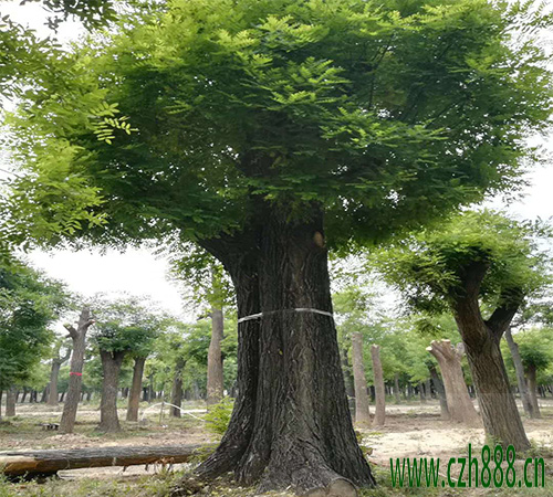 國槐移植后如何養護? 國槐移植后養護管理方法