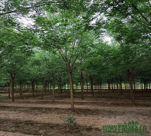 國槐移植后如何養護? 國槐移植后養護管理方法