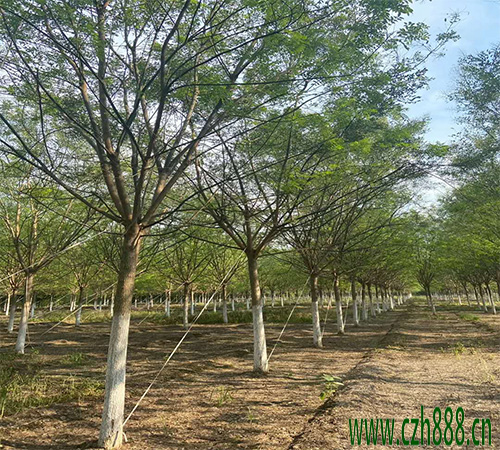 國槐移植后如何養護? 國槐移植后養護管理方法