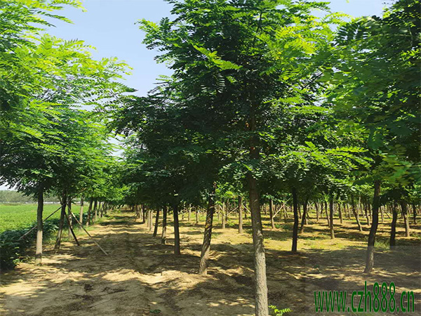 金葉刺槐適合什么時間栽植? 金葉刺槐的栽植管理方法