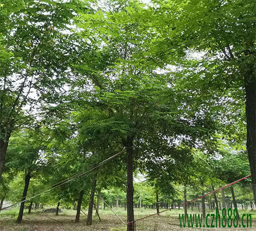 金葉刺槐適合什么時間栽植? 金葉刺槐的栽植管理方法