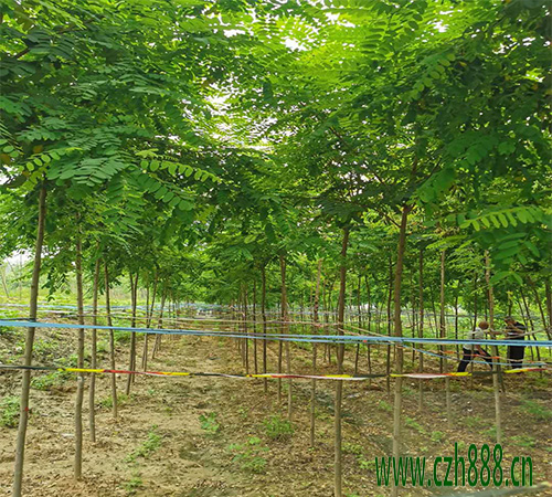 金葉刺槐適合什么時間栽植? 金葉刺槐的栽植管理方法