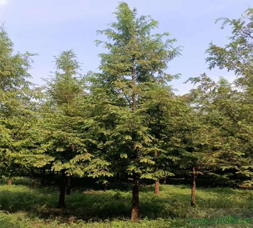 水杉的嫁接方法詳細(xì)介紹 水杉嫁接方法