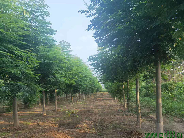 欒樹的養殖方法介紹