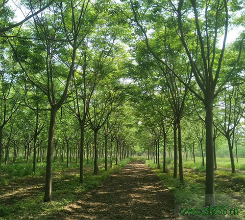 欒樹的養殖方法介紹