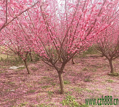 紅梅花如何養(yǎng)殖?看看這些細(xì)節(jié)