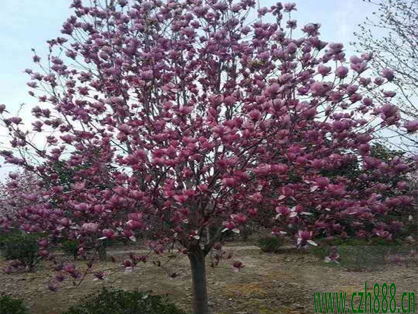紫玉蘭一般什么時候開花?