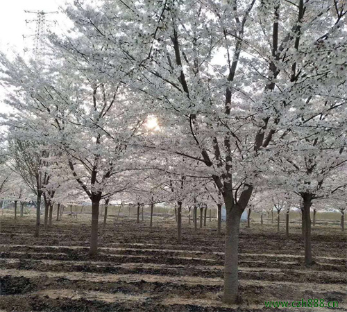 櫻花的繁衍方法是怎樣的? 櫻花的修剪方法