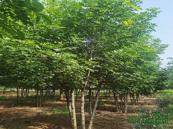 白榆種子的繁衍技術 白榆的病蟲害防治