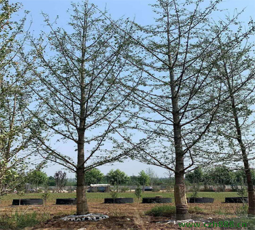 銀杏幾月開花？ 銀杏的經濟價值