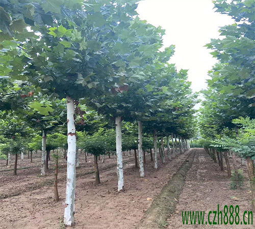 法桐的繁植方法有哪些? 法桐扦插后的養(yǎng)護(hù)管理