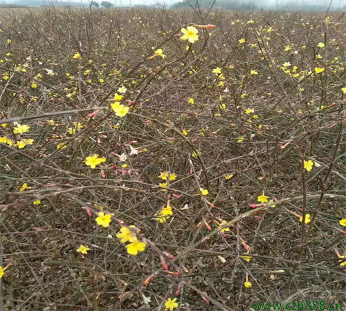 你知道迎春花有毒嗎? 迎春花毒性大不大?